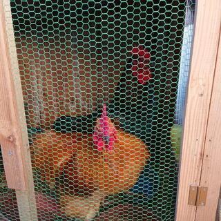 【交渉中】にわとり【天草大王】６羽