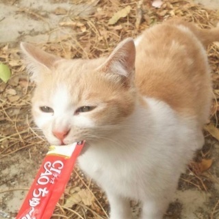 ☆子猫の里親募集　綺麗な毛色の男の子☆②里親様決定！