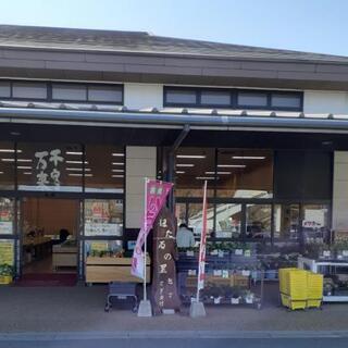 🌸めだか販売　再開のお知らせ🌸
