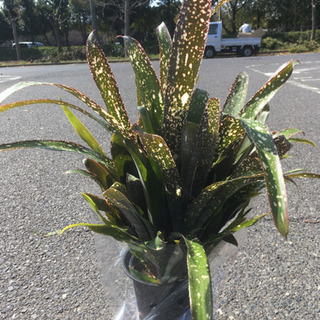 観葉植物　ビルベルギア