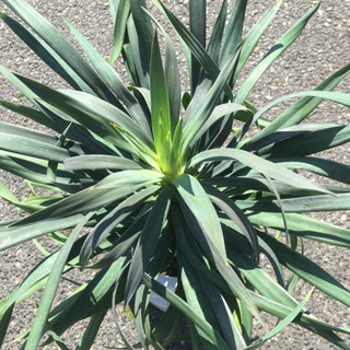 観葉植物　デスメディアータの画像