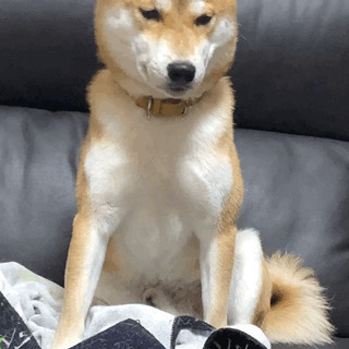 柴犬2歳♂里親決まりました