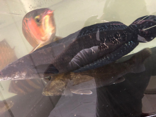 ※最終値下げ　ロイヤルスネークヘッド　約50cm