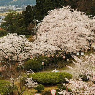 お花見会