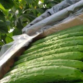 農業パート募集！！の画像