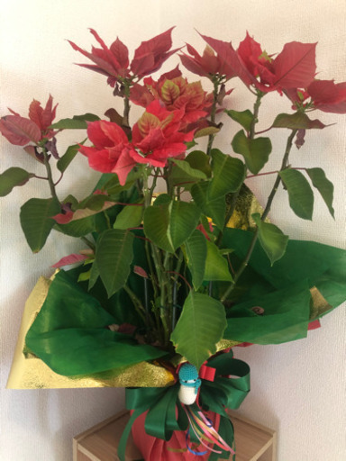本物の花