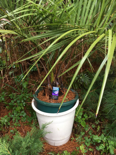 ココスヤシ　耐寒ヤシ　【受付中】