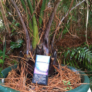 ココスヤシ　耐寒ヤシ　【受付中】の画像
