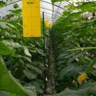 農業パート募集！！の画像