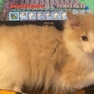 猫を探してます！御協力お願いします