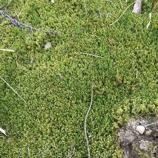 ハイゴケ:苔の画像