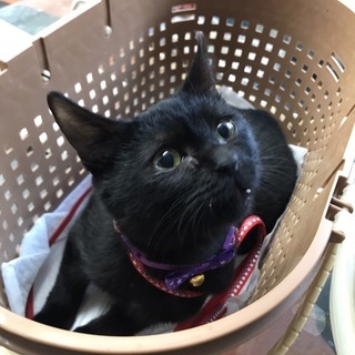 ★子猫ゆずります★生後４ヶ月くらいの黒猫ちゃん、女の子。