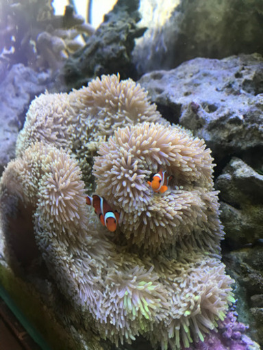 沖縄産　ハタゴイソギンチャク（20㎝前後）&カクレクマノミペア