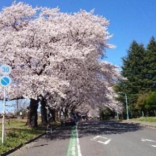 4/4の日曜日に運動公園の桜を一緒に見に行きませんかー？😆