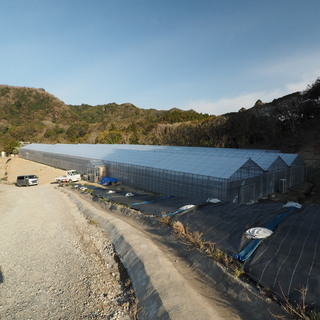 鴨川市内浦　「トマトの収穫・選果・梱包」のアルバイト・パートの募...