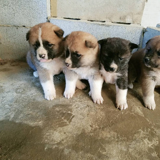 〈2月22日生まれ〉秋田犬の子犬