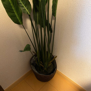 フェイクグリーン　インテリア　人工観葉植物の画像