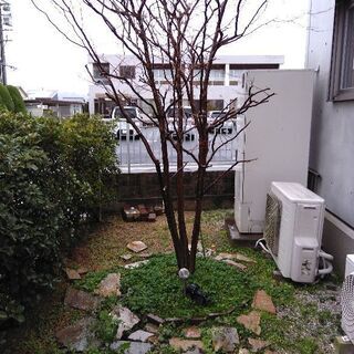 植木お譲リします