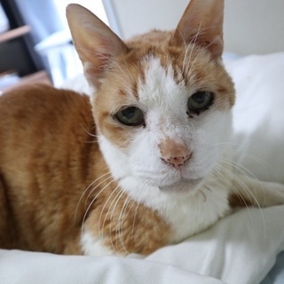 最近飼い主を亡くした高齢猫です。甘えん坊です。