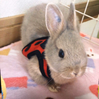 ★うろこ様 受け渡し予定★ うさぎ/フェレット おさんぽリードハーネス