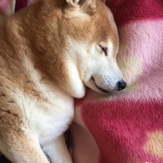 無事に里親さん決まりました。