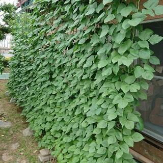 温暖化防止の為の、ささげグリーンカーテンの育成者募集‼️