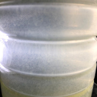 ゾウリムシの種水500ml