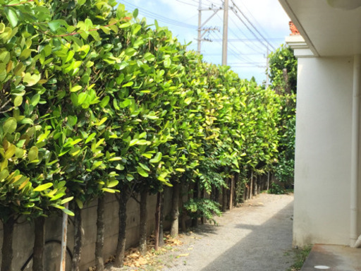 フクギの木　防風林