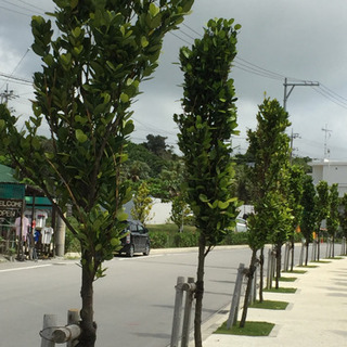 フクギの木 防風林