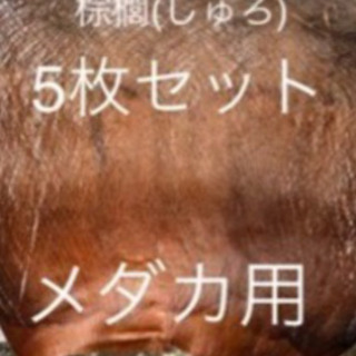 メダカ産卵用　