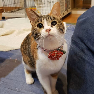 三毛猫はビビリが多いけど… - あま市