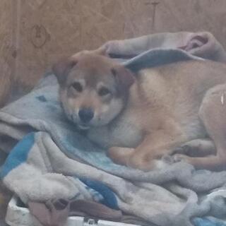 2019年7月頃産まれ。野良犬が産んだ大型の子犬(呼名：ゴン太)...