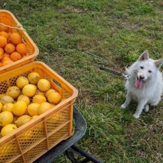 訳あり福岡県ECO農産物認定産レモン12Kg～