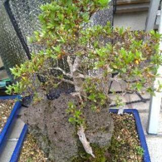 サツキ　晃山　盆栽3