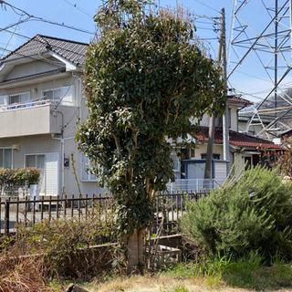 ＊終了しました只今、交渉中　もらってください・金木犀　庭木