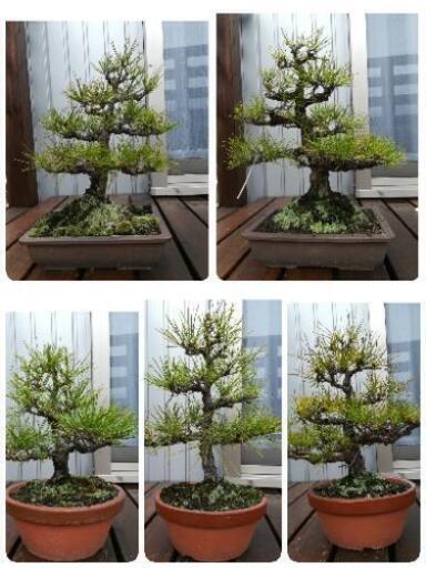 松  盆栽  5鉢まとめて