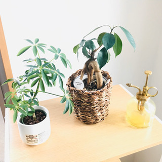 【至急！明日まで🏃‍♂️】【無印良品の観葉植物等3点セット】