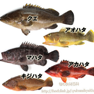 根魚（ハタ系）