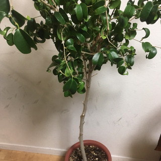 大型観葉植物 フィカスシタシオン 8号鉢 160cm 観葉植物 ...