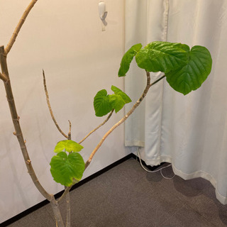 人気観葉植物⭐︎大型ウンベラータ　信楽焼陶器鉢カバー付の画像