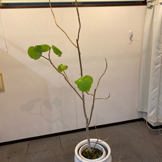 人気観葉植物⭐︎大型ウンベラータ　信楽焼陶器鉢カバー付の画像