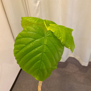 人気観葉植物⭐︎大型ウンベラータ　信楽焼陶器鉢カバー付の画像