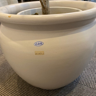 人気観葉植物⭐︎大型ウンベラータ　信楽焼陶器鉢カバー付の画像