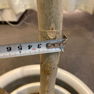 人気観葉植物⭐︎大型ウンベラータ　信楽焼陶器鉢カバー付の画像