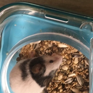 パンダマウス