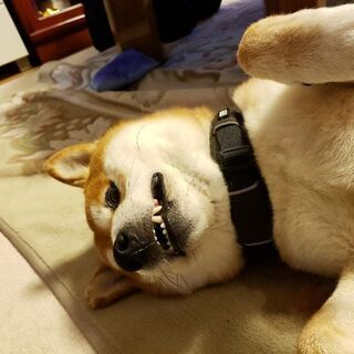 柴犬メンバー