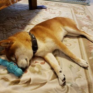 柴犬メンバー - 浜松市