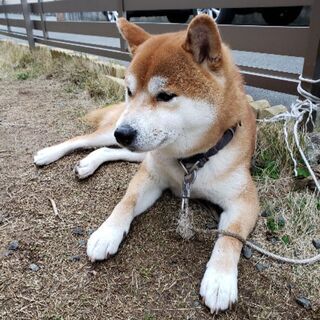 柴犬メンバー - チャット