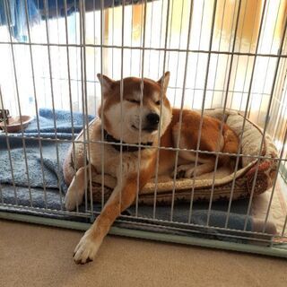 柴犬メンバー - メンバー募集