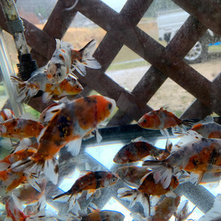 本場長洲産のジャンボ東錦